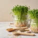 Graines germées d'alfalfa et de lentilles dans des bocaux de germination en verre